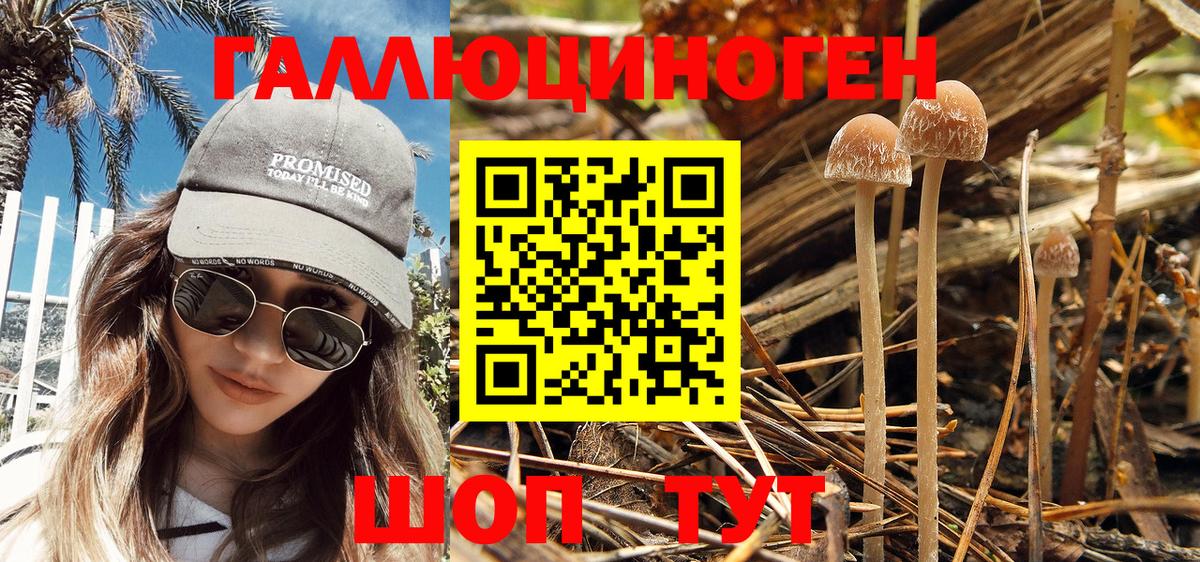 Рубцовск  Псилоцибиновые грибы Psilocybine cubensis  Вход с VPN 